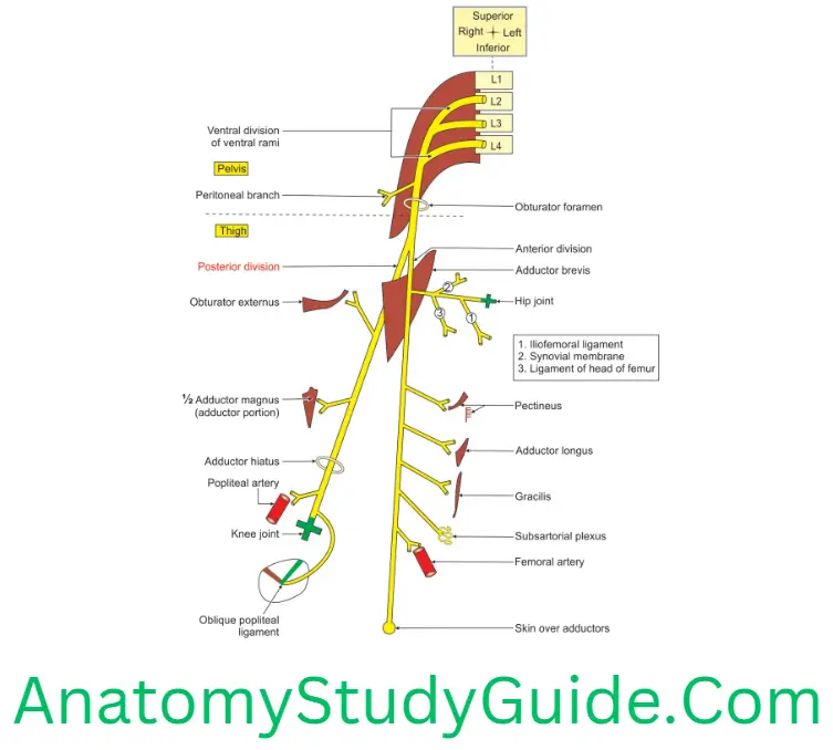 General Anatomy Medial Side Of Thigh Branches And Relations Of Right Obturator Nerve