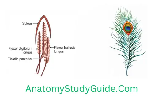General Anatomy Muscles Three Bipennate Muscles Resembling Three Plumes-Peacock Plume
