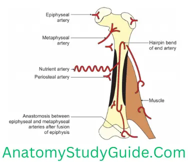 General Anatomy Skeleton Blood Supply Of Long Bone