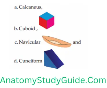 General Anatomy Skeleton Calcaneus-Cuboid-Navicular-Cuneiform
