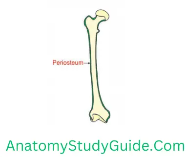 General Anatomy Skeleton Long Bone Periosteum