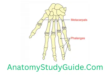 General Anatomy Skeleton Miniature Long Bones-Metacarpals And Phalanges