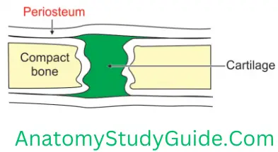 General Anatomy Skeleton Periosteum