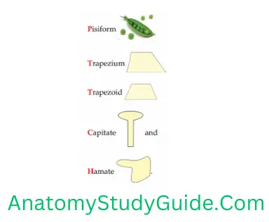 General Anatomy Skeleton Pisiform-Trapezium-Trapezoid-Capitate-Hamate