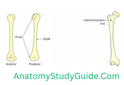 General Anatomy Skeleton Right Humerus And Long Bone-Right Femur, Anterior View