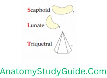 General Anatomy Skeleton Scaphoid-Lunate-Triquetral
