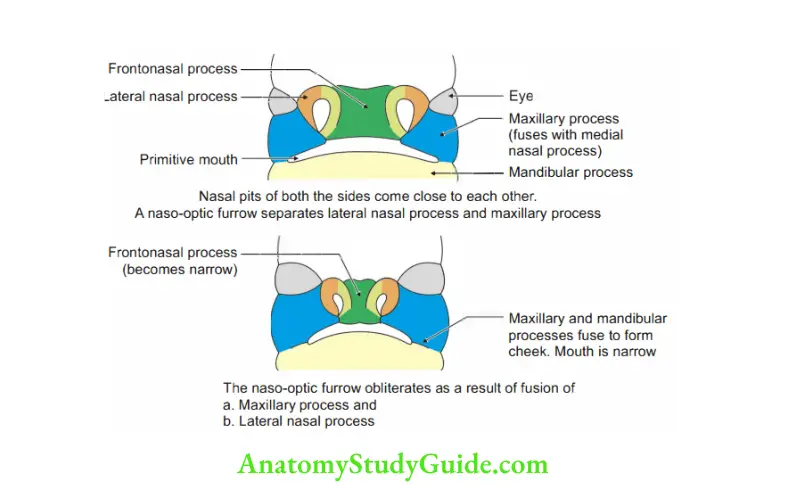 Head, Neck Face Embryology Development of face