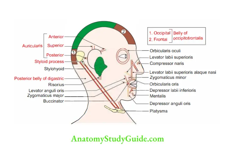Head, Neck Face Embryology Muscles developed from second pharyngeal arch