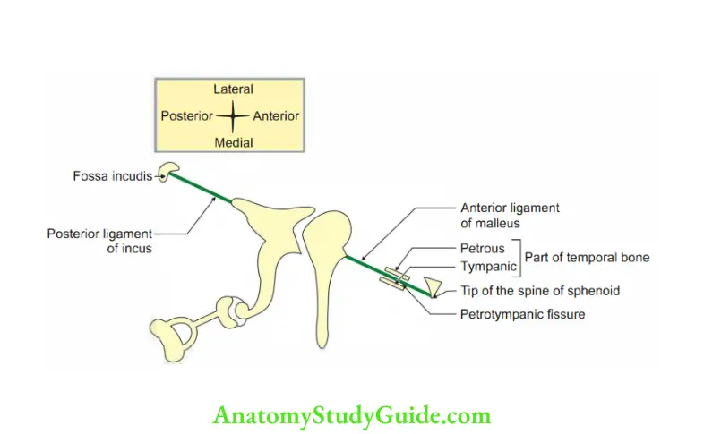 Head, Neck Face Embryology Skeletal elements and ligaments developed from first pharyngeal arch