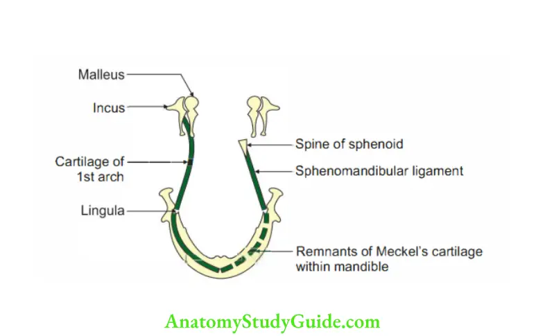 Head, Neck Face Embryology Skeletal elements developed from first pharyngeal arch