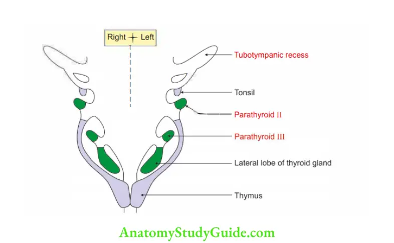 Head, Neck Face Embryology Pharyngeal pouches