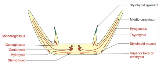 Hyoid bone and its attachments