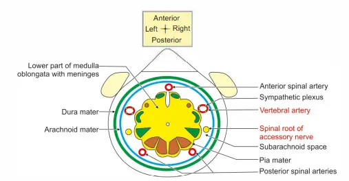 Important structures passing through foramen magnum