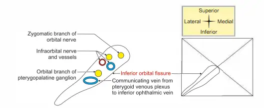 Inferior orbital fissure and its contents on right side