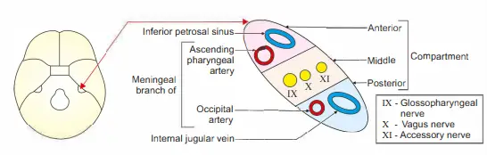 Jugular foramen