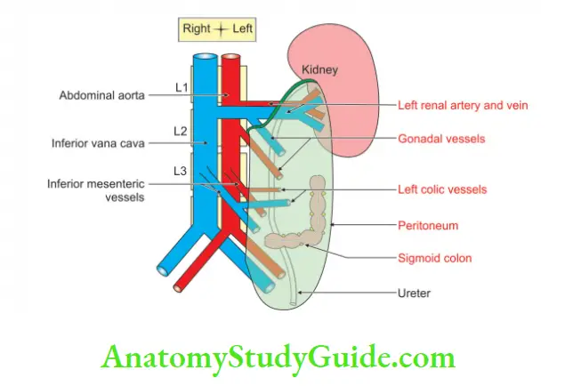 Kidney And Ureter Anterior of Abdominal part of left ureter