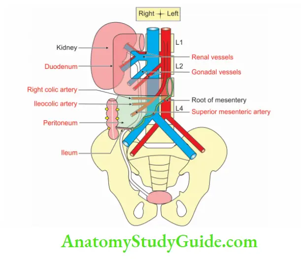 Kidney And Ureter Anterior of Abdominal part of right ureter