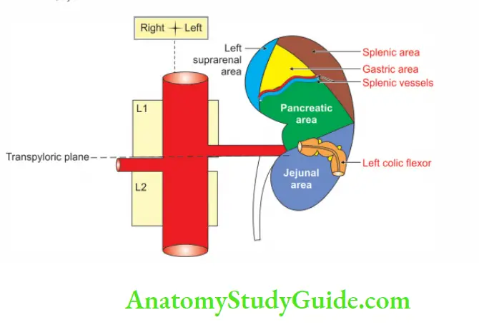 Kidney And Ureter Anterior relations of Left Kidney