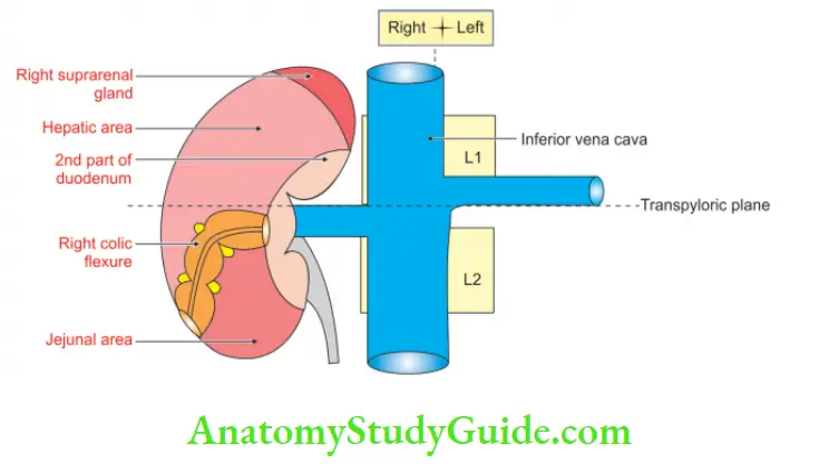 Kidney And Ureter Anterior relations of Right Kidney