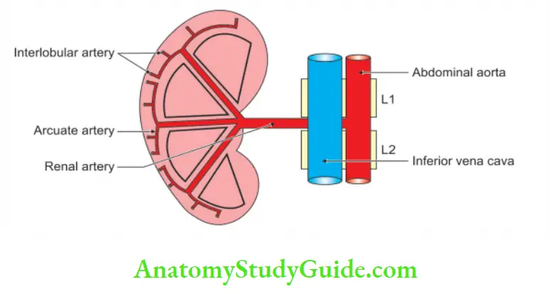 Kidney And Ureter Arterial supply of kidney
