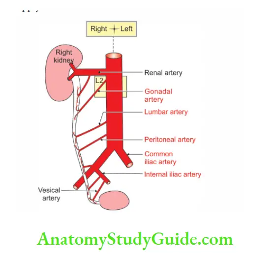 Kidney And Ureter Arterial supply of right ureter