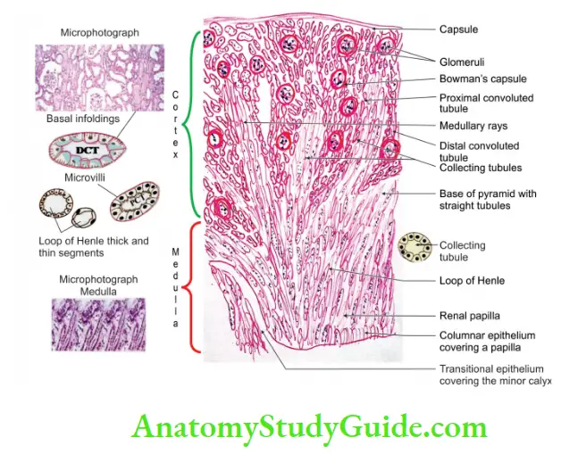 Kidney And Ureter Histology of Kidney