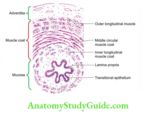 Kidney And Ureter Histology of ureter