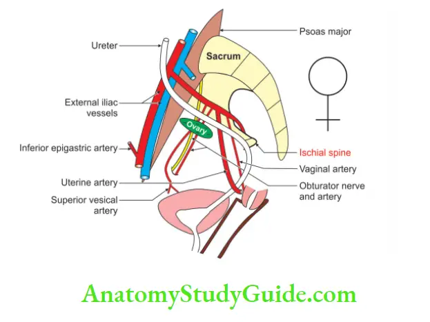 Kidney And Ureter Pelvic part in female