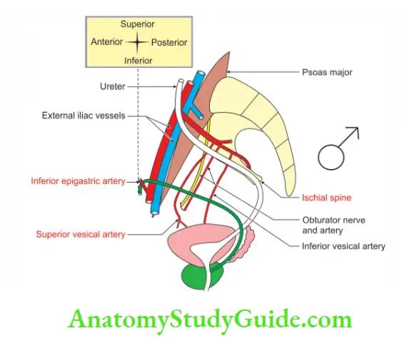 Kidney And Ureter Pelvic part in male