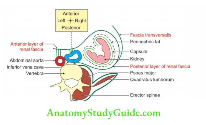 Kidney And Ureter Renal fascia