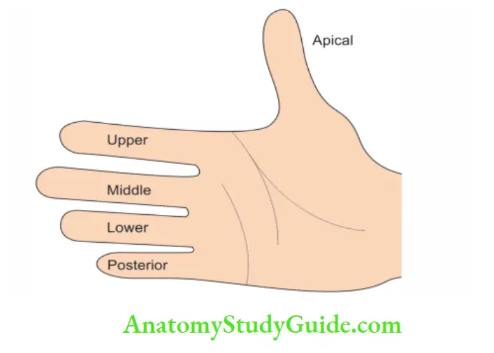 Kidney And Ureter Sigments by the fingers of right hand