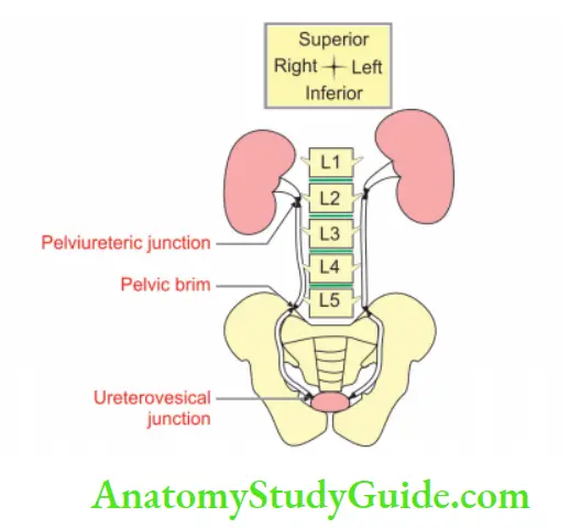 Kidney And Ureter The narrowest constrictions of ureter