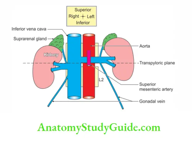 Kidney And Ureter Veins of Kidneys