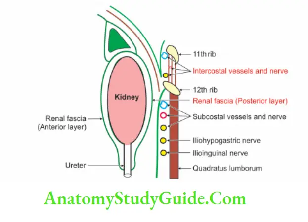 Kidney And Ureter Vertical disposition of renal fasica