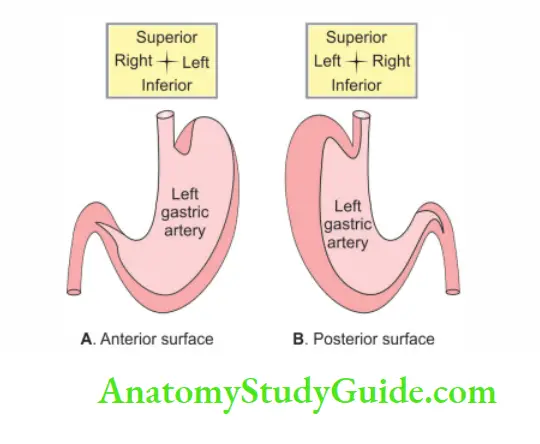 Large Blood Vessels of the Gut Anterior and posterior surfaces of stomach