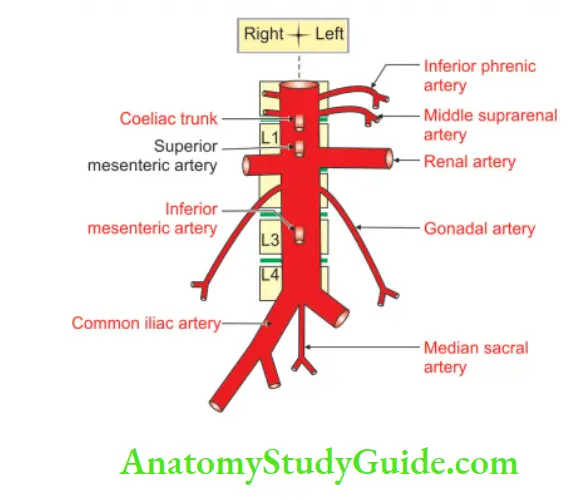 Large Blood Vessels of the Gut Branches of abdominal aorta