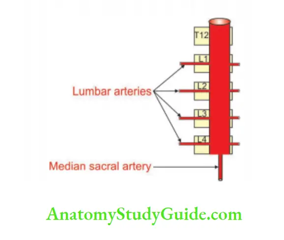 Large Blood Vessels Of The Gut Branches Of Splenic Artery - Anatomy ...
