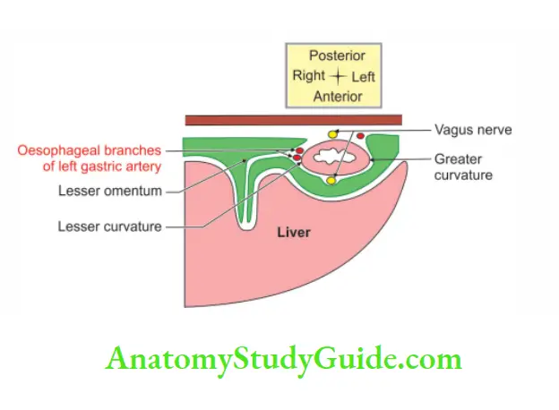 Large Blood Vessels of the Gut Left gastric artery in the folds of lesser