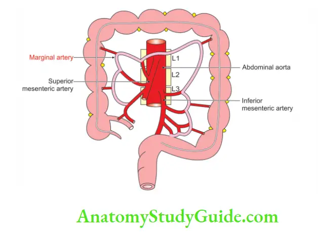 Large Blood Vessels of the Gut Marginal artery