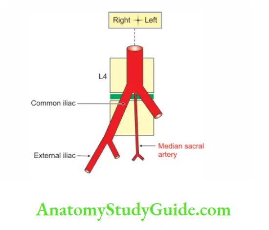 Large Blood Vessels of the Gut Median sacral artery