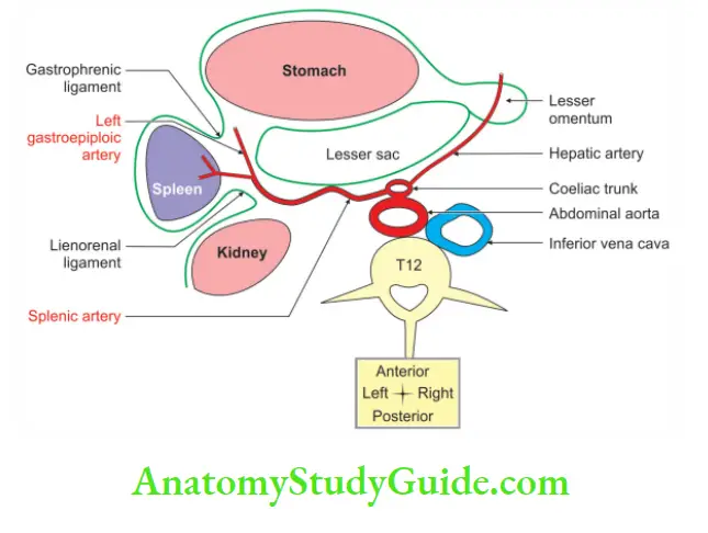 Large Blood Vessels of the Gut Relations and course of splenic artery