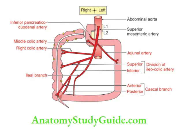 Large Blood Vessels of the Gut Superior mesenteric artery