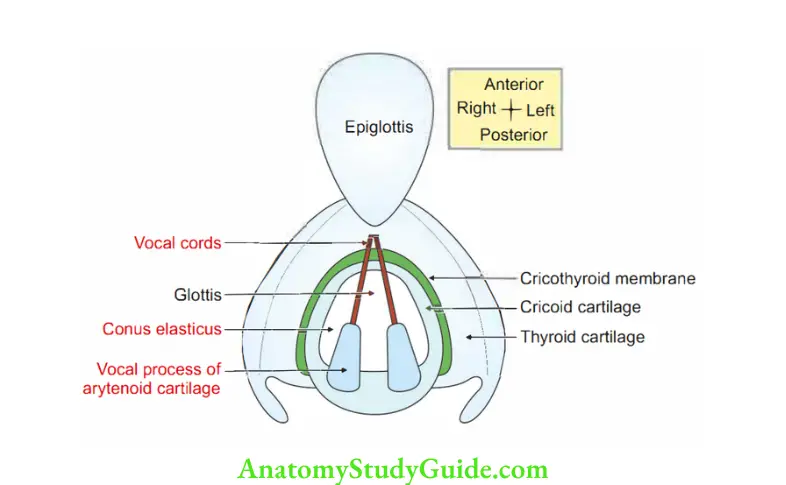 Larynx Boundaries of inlet of larynx