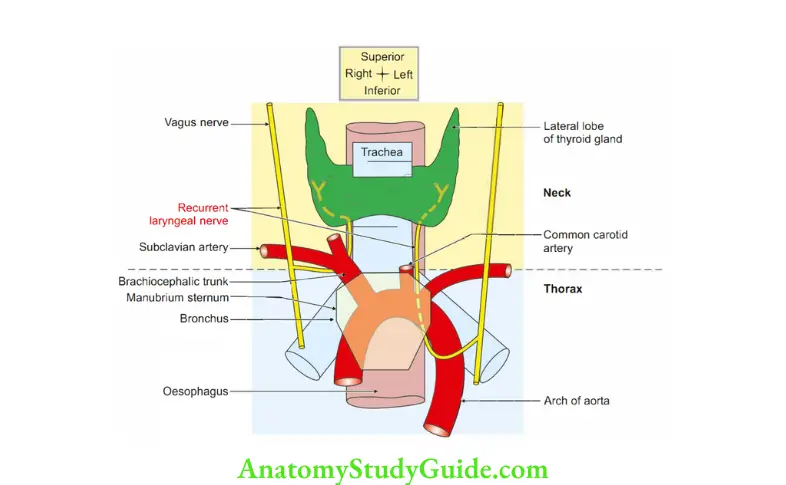 Larynx Course of recurrent laryngeal nerve