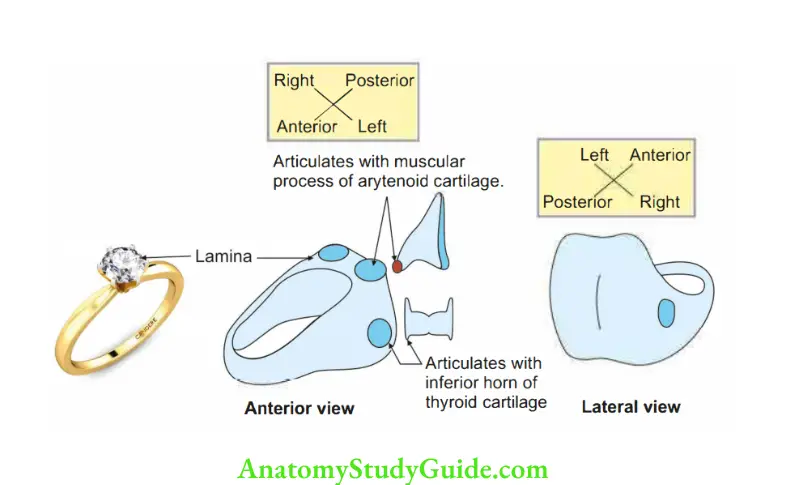 Larynx Cricoid cartlage