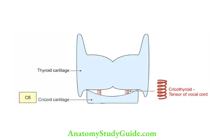 Larynx Cricothyroid muscle