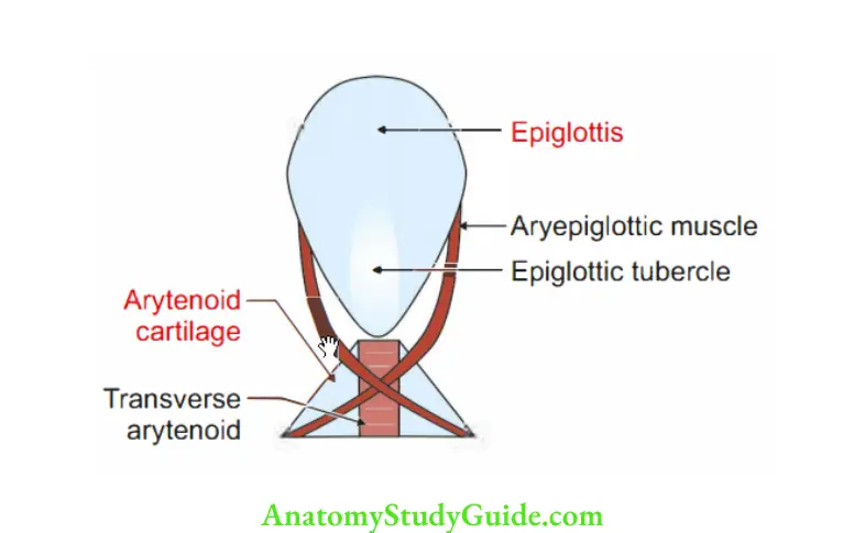 _Larynx Epiglottis and arytenoid cartilage