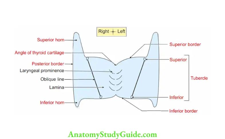 Larynx External features of thyroid cartilage