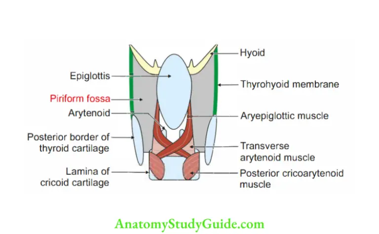 Larynx Anatomy Questions and Answers - Anatomy Study Guide