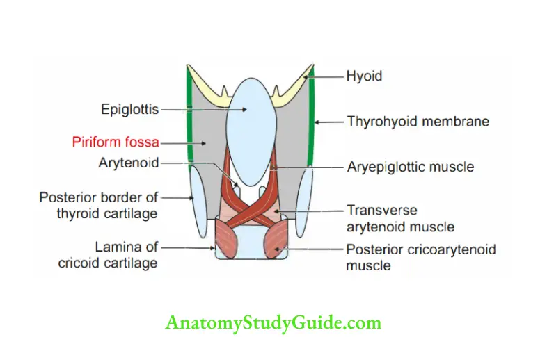 Larynx Posterior view of larynx showing piriform fossa